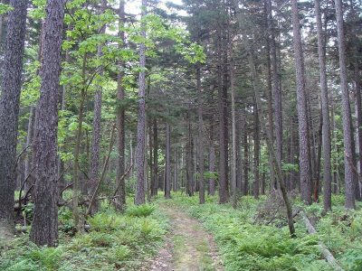 Sakhalin Spruce Forest