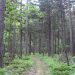 Sakhalin Spruce Forest