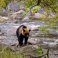 ヒグマ目撃情報