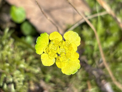 エゾネコノメソウ