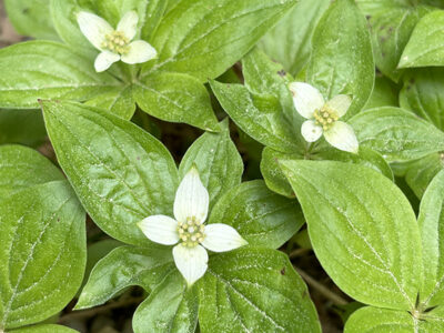 ゴゼンタチバナ