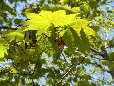 ハウチワカエデ（メイゲツカエデ）