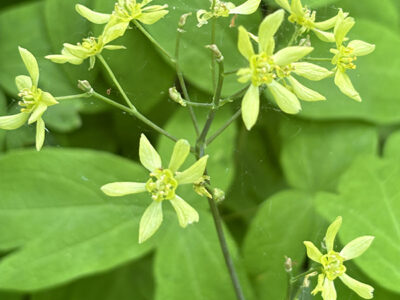 ルイヨウボタン