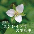 エンレイソウの生活史