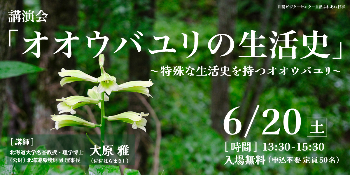 オオウバユリの生活史