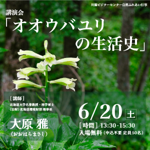 オオウバユリの生活史