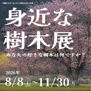 企画展「身近な樹木展」