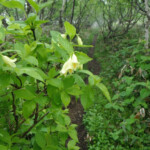 ウコンウツギ